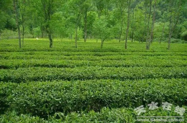 “龙神”：天然有机茶的缔造者