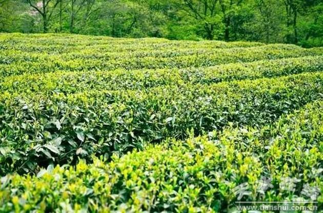 “龙神”：天然有机茶的缔造者