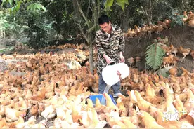高州荷花镇：90后党员干部带头，虫子鸡养殖项目兴乡村图片