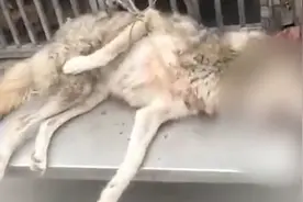 多只猎犬奋力围捕！湖北鄂州出逃的“狼”已毙命图片