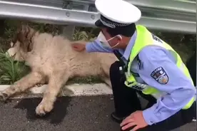 一群人救一只狗，高速救援暖人心，狗主人你在哪？图片