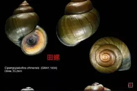 多地已出现，这种东西别误食！寄生虫多达6000条，严重可致死图片