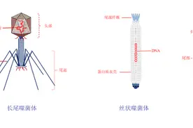 噬菌体疗法在土壤环境系统中靶向灭活致病细菌的研究进展图片