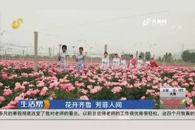 美翻了！枣庄千亩芍药花娇艳盛放，满目粉红满足你的一切少女心视频封面