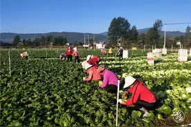 正在公示！云南31个县（市区）拟退出贫困县序列图片