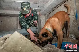 武警军犬训导员：我的战友叫“凯特”图片