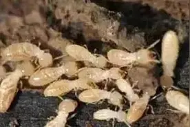 白蚁防治小知识丨如何发现白蚁？发现白蚁怎么办？图片