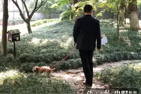杭州闹市这个小区有了公共遛犬区，也是狗狗交友区图片