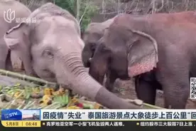因疫情“失业”  泰国旅游景点大象徒步上百公里“回家”视频封面