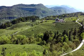 航拍重庆武隆：五月贡茶园 生态茶海美如画视频封面