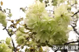 期待，下城新天地公园新添特色樱花品种，有国宝级的哦图片