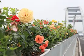 美呆了！宁波这几条高架繁花相伴，总长度绵延50余公里图片