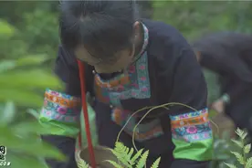 靖州：又是一年藤茶上新时图片