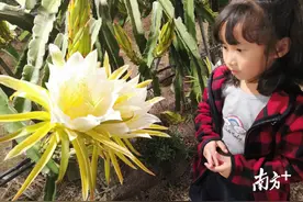 50多亩火龙果花静夜绽放暗香涌动图片