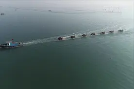 小海鲜有大市场：山东荣成海带