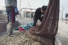 小海鲜有大市场：山东青岛蛤蜊视频封面