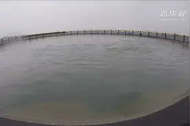 小海鲜有大市场：珍珠湾海域网箱养殖视频封面