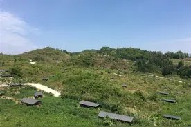 贵州麻山腹地：石窝窝里孵“金蛋”助脱贫图片