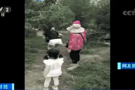 愤怒！游客抓扯孔雀尾羽！孔雀惨叫连连图片