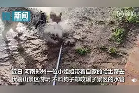 哈士奇咬爆景区水管泥地里打滚，主人嘶吼崩溃溢出屏幕，网友：纯种的图片
