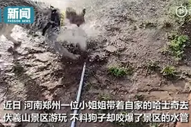 哈士奇咬爆景区水管泥地里打滚，主人嘶吼崩溃溢出屏幕，网友：纯种的图片