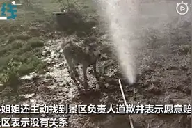 哈士奇咬爆景区水管，泥地里开心打滚，主人尖叫嘶吼崩溃溢出屏幕图片