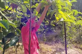 广西男子强奸10岁“百香果女童”致死：二审死刑改判死缓，女童家属将申诉图片