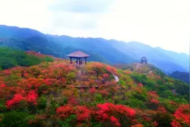 大围山杜鹃花5月8日全面盛开，花海已来，错过一次再等一年图片