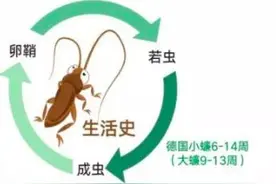 “小强”已出没，这些方法可以消灭它们图片