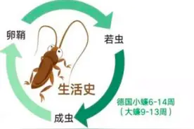 “小强”已出没，这些方法可以消灭它们图片