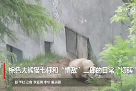 棕色大熊猫七仔和“情敌”二郎的日常“切磋”视频封面