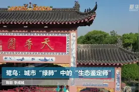 鹭鸟：城市“绿肺”中的“生态环境鉴定师”视频封面