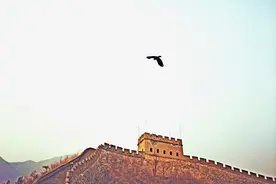 为什么鸟类会飞翔？你知道鸟类飞行的奥秘吗？图片