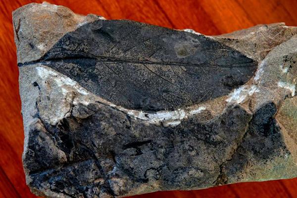 「大医观“茶”」最能“化”物，认识普洱茶传统与现代功效