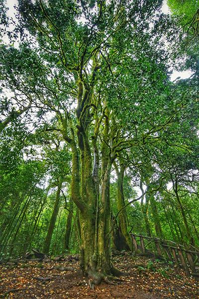 「大医观“茶”」最能“化”物，认识普洱茶传统与现代功效