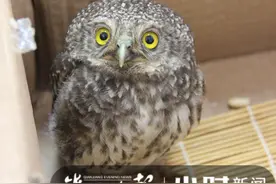 你瞅啥？别看小鸮我呆萌长大可是猛禽！浙江有人捡到这种鸟，关于它《诗经》都提过图片