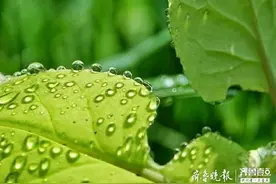 惊艳！阳光下晶莹的小水珠，露出美丽的光芒图片