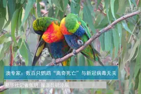澳专家：数百只鹦鹉“离奇死亡”与新冠病毒无关视频封面