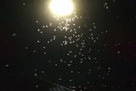 惊悚“天女散花”！成千上万突袭啃咬！广东人小心中招图片