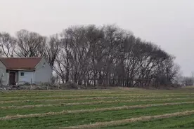 在母亲居住的老屋前徘徊，我俨然已成为老家的客人图片