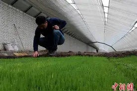 柴达木盆地核心区成功种出“海水稻”图片