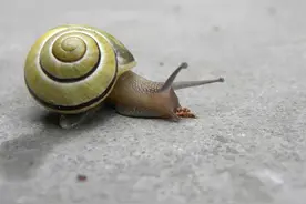 不是大白鲨！世界上「最多牙齿」的动物是蜗牛　一张口就有2万6000颗图片