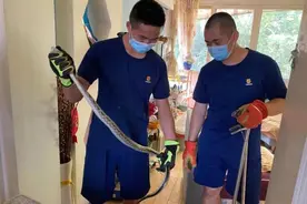 蛇出没！贵州消防员一天接5起“蛇警”！天热了，怎样防蛇远离蛇？图片