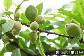 西湖边桃树结出好多萌萌小桃桃，可可爱爱的果子能吃不？图片