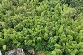 竹林青翠 小笋已露尖尖角图片