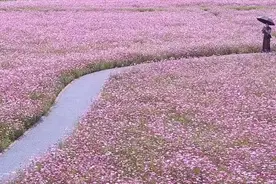 杭州这个花海刚红就“受伤” 管理部门要出手了视频封面