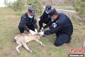 新疆民警救治国家一级保护动物北山羊图片