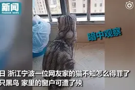 当你的猫得罪了一只记仇的鸟！家里的窗户可遭了殃，主人哭笑不得图片