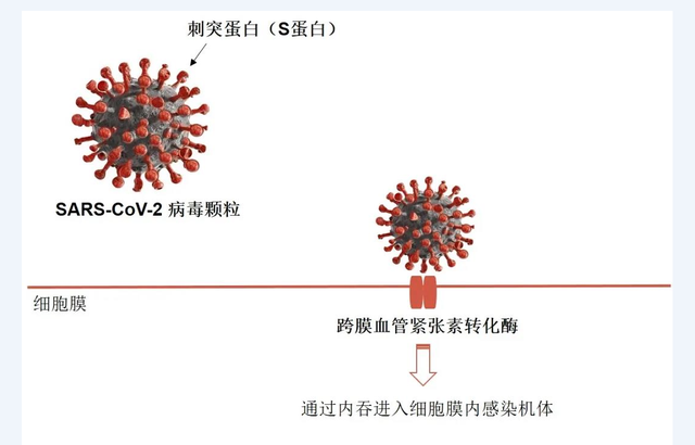 新冠病毒在印度、日本出现大量变种,在研疫苗会失效吗?