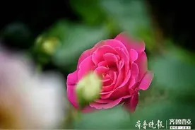 盛开的玫瑰花，朵朵都美丽图片
